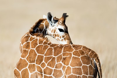 The giraffe selective focus photos
